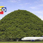 El arbol más ancho del mundo
